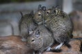 Mutually warming Degus