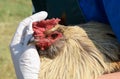 Muxed breed rooster with vet