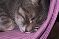 Muzzle adorable grey tabby cat with closed eyes slipping on pink blanket on couch at home Royalty Free Stock Photo