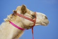 The muzzle of the African camel Royalty Free Stock Photo