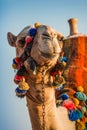 The muzzle of the African camel Royalty Free Stock Photo