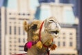 The muzzle of the African camel Royalty Free Stock Photo