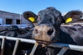 muzzle animal close-up, breed of hornless dairy cows eating silos fodder in cowshed farm somewhere in central Ukraine, agriculture Royalty Free Stock Photo