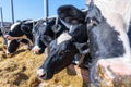 muzzle animal close-up, breed of hornless dairy cows eating silos fodder in cowshed farm somewhere in central Ukraine, agriculture Royalty Free Stock Photo