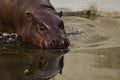 Muzzle of the animal is reflected in the water. Plump little liberian west african hippo pygmy
