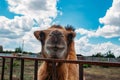 Muzzle of bactrian camel, close up view