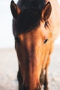 The muzzle of a bay horse close-up. Bay foal. Royalty Free Stock Photo