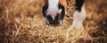 The muzzle of a bay horse eats dry harvested hay on a sunny day. Feeding livestock. Agricultural industry Royalty Free Stock Photo