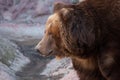 Muzzle bear in profile. Huge powerful brown bear close-up, strong beast on a stone background