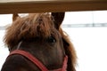 Muzzle beautiful horse in red bridle looks out close