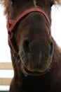 Muzzle beautiful horse in red bridle looks out close