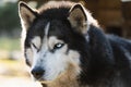 The muzzle of a beautiful husky dog. Close up