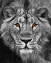 Muzzle with a beautiful mane in full screen, amber eyes black and white. Muzzle powerful male lion with a beautiful mane close-up Royalty Free Stock Photo