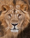 Muzzle with a beautiful mane in full screen, amber eyes. Muzzle powerful male lion with a beautiful mane close-up Royalty Free Stock Photo