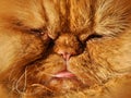 Muzzle big fat cat Persian