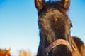 Muzzle of the black Arabian foal close-up against. Horse`s big expressive eyes Royalty Free Stock Photo