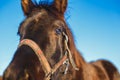 Muzzle of the black Arabian foal close-up against. Horse`s big expressive eyes Royalty Free Stock Photo