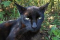 Muzzle of a black cat close-up on a background of a vegetable garden with green grass. Royalty Free Stock Photo