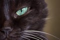 Muzzle of a black cat