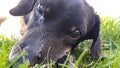 the muzzle of a black dog in close-up. a sad dachshund cries and looks into his eyes Royalty Free Stock Photo