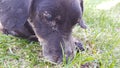 the muzzle of a black dog in close-up. a sad dachshund cries and looks into his eyes Royalty Free Stock Photo