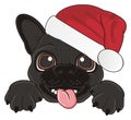 Muzzle of black french bulldog in Santa`s hat Royalty Free Stock Photo