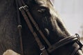 The muzzle of a black horse, wearing a bridle Royalty Free Stock Photo
