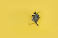 muzzle of a black tabby kitten looks through ripped hole in yellow paper. Naughty pets and mischievous domestic animals Royalty Free Stock Photo