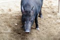 The muzzle of a black vietnamese pig on the farm. Royalty Free Stock Photo