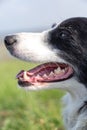 Muzzle of a black and white border collie dog. Closeup portrait on a blurred background of grass and sky. Vertical Royalty Free Stock Photo
