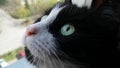 Muzzle of a black and white cat. A domestic cat sits by the mosquito net and looks up at the bird. The pupils dilate