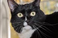 Muzzle black and white cat on a light background.