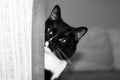 Muzzle of black and white cat is peeking out of the corner.