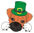 Muzzle of boxer dog in green hat