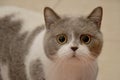.Muzzle of a British cat with big eyes. frightened animal Royalty Free Stock Photo