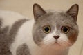 .Muzzle of a British cat with big eyes. frightened animal Royalty Free Stock Photo