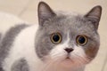 .Muzzle of a British cat with big eyes. frightened animal Royalty Free Stock Photo