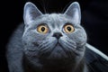 Muzzle of British gray cat Royalty Free Stock Photo
