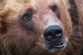 Muzzle brown bear closeup. Head predator is massive with small ears and eyes. Ursus arctos with open mouth