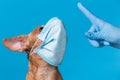 Muzzle of a brown dog in a blue medical mask, the dog looks at the finger, the concept of quarantine during a pandemic