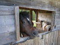 Muzzle of a Brown Horse Facing Out of the Barn\'s Opening