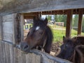 Muzzle of a Brown Horse Facing Out of the Barn\'s Opening