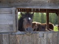 Muzzle of a Brown Horse Facing Out of the Barn\'s Opening