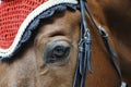 The muzzle of brown thoroughbred horse wearing a bridle Royalty Free Stock Photo