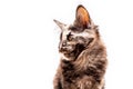 Muzzle brown tortoiseshell cat Maine Coon looks to the left, isolated on white background Royalty Free Stock Photo