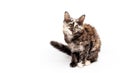 Muzzle brown tortoiseshell Maine Coon cat looking straight, isolated white background Royalty Free Stock Photo