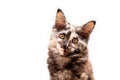 Muzzle brown tortoiseshell Maine Coon cat looking straight, isolated white background Royalty Free Stock Photo