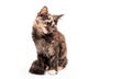 Muzzle brown tortoiseshell Maine Coon cat looking straight, isolated white background Royalty Free Stock Photo