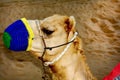 The muzzle of the camel close-up