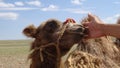 Muzzle of a camel in the desert